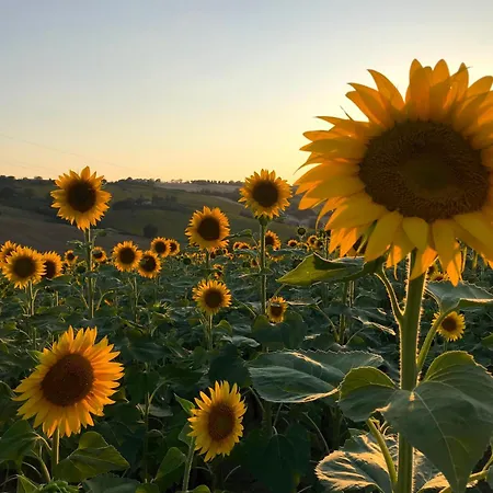 Hébergement de vacances The Ginestra With Swimming Pool And Air Conditioning In Senigallia Senigallia